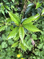 Prunus lusitanica