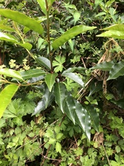 Prunus lusitanica