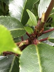 Prunus lusitanica