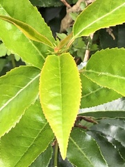 Prunus lusitanica