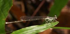 Pseudocopera ciliata