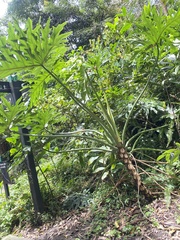 Thaumatophyllum bipinnatifidum