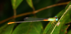 Ceriagrion cerinorubellum