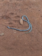 Homoroselaps dorsalis