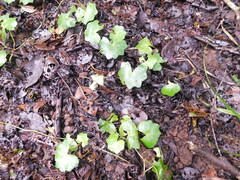 Hydrocotyle acutiloba