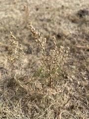 Artemisia adamsii