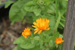 Calendula officinalis