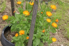 Calendula officinalis
