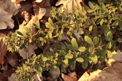 Chamaecytisus hirsutus