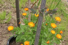 Calendula officinalis