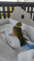 Zosterops lateralis lateralis