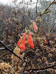 Epilobium canum
