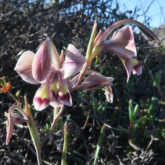 Gladiolus orchidiflorus