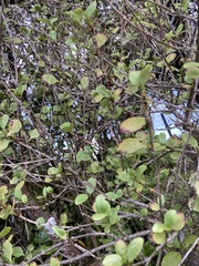 Coprosma foetidissima