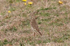 Anthus australis
