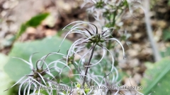 Clematis heracleifolia