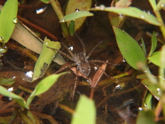 Lycosoidea