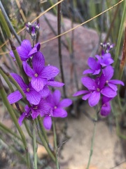 Heliophila juncea