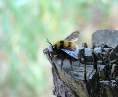 Bombus hortulanus