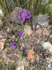Heliophila juncea