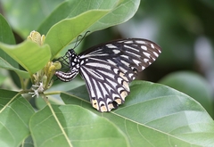 Papilio clytia