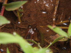 Euphlyctis cyanophlyctis