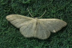 Idaea straminata