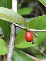 Coprosma robusta