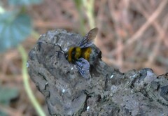 Bombus hortulanus