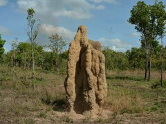 Nasutitermes triodiae