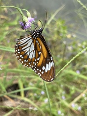 Danaus affinis