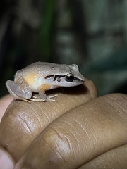 Eleutherodactylus gossei