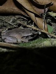 Eleutherodactylus gossei