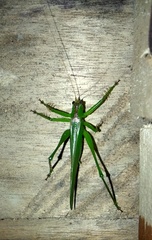 Hexacentrus