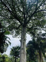 Ceiba pentandra