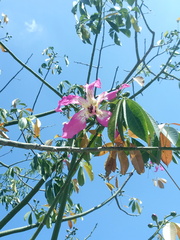 Ceiba speciosa