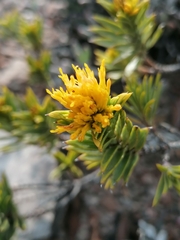 Pteronia fasciculata