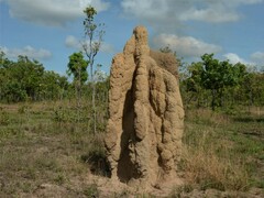 Nasutitermes triodiae