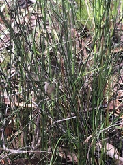 Schoenus brevifolius