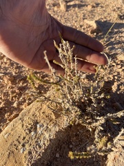 Polemoniaceae