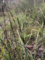 Schoenus brevifolius