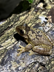 Osteopilus ocellatus