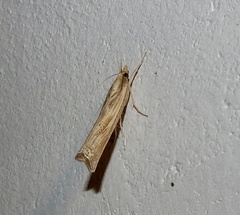 Ancylolomia indica