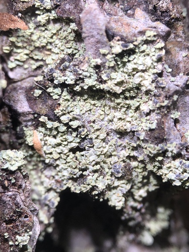 Clypeococcum hypocenomycis image
