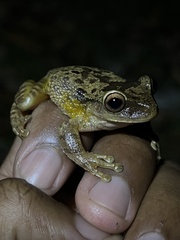 Osteopilus ocellatus