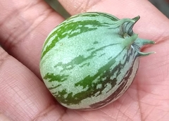 Jarilla caudata