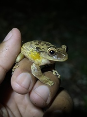 Osteopilus ocellatus