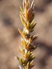 Polemoniaceae