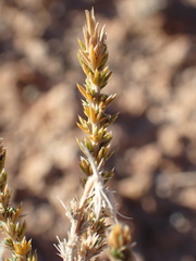 Polemoniaceae