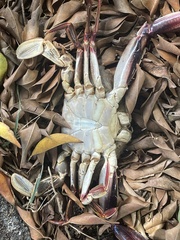Portunidae